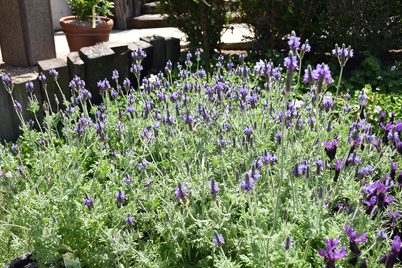 Fernleaf Lavender (Lavandula multifida) at Roger's Gardens