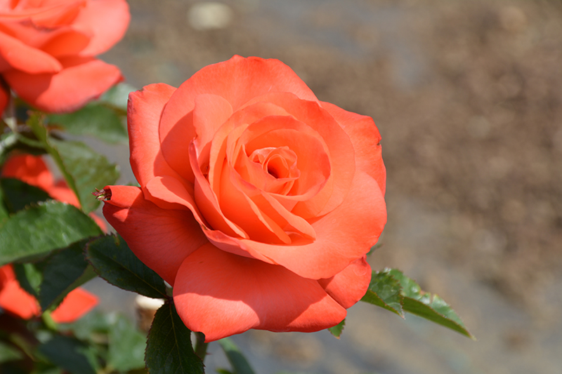 Marmalade Skies Rose (Rosa 'Marmalade Skies') at Roger's Gardens