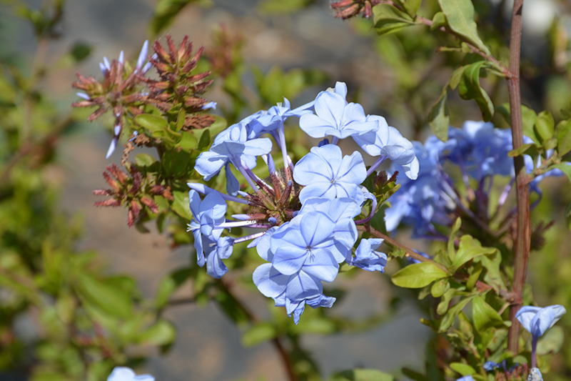 Imperial Blue Plumbago (Plumbago auriculata 'Imperial Blue') at Roger's Gardens