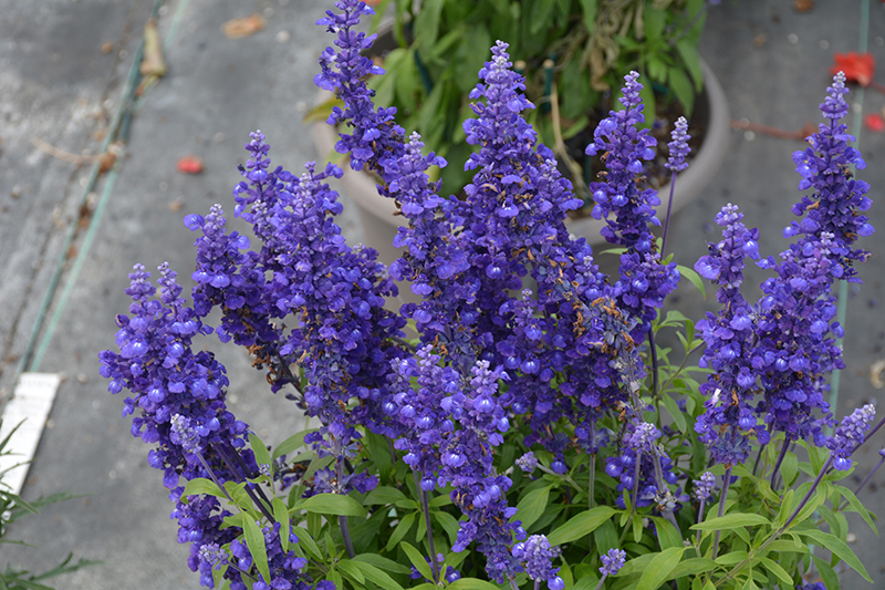 Cathedral Deep Blue Salvia (Salvia farinacea 'Cathedral Deep Blue') at Roger's Gardens