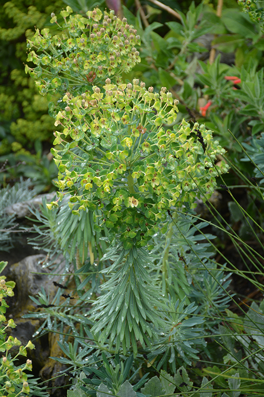 Wulfenii Mediterranean Spurge (Euphorbia characias ssp. wulfenii) at Roger's Gardens