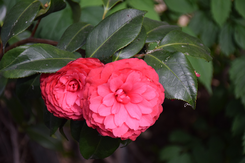Colonel Firey Camellia (Camellia japonica 'Colonel Firey') at Roger's Gardens