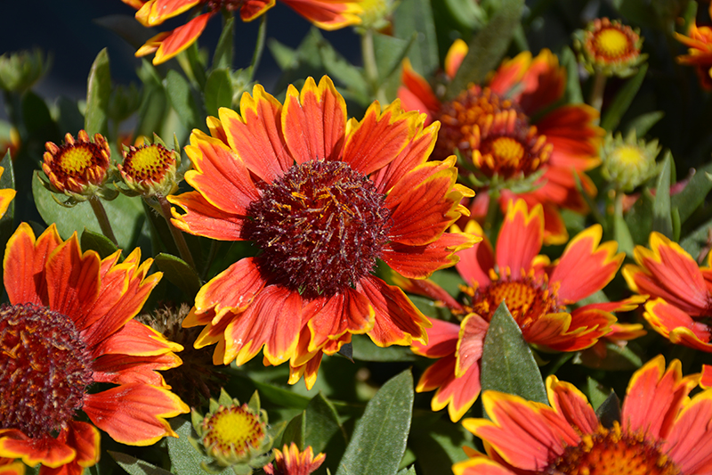 Orange 2025 blanket flower