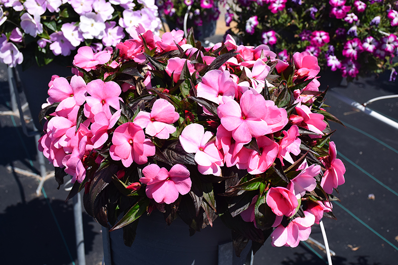 Sonic Light Pink New Guinea Impatiens (Impatiens 'Sonic Light Pink') at Roger's Gardens