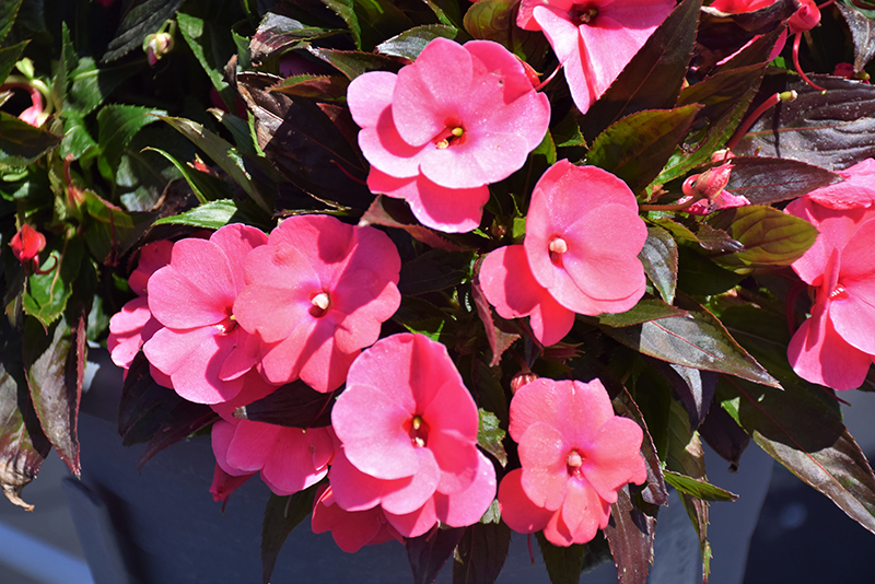 Sonic Pink New Guinea Impatiens (Impatiens 'Sonic Pink') at Roger's Gardens