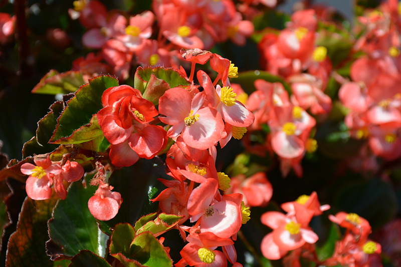 BabyWing Bicolor Begonia (Begonia 'BabyWing Bicolor') at Roger's Gardens