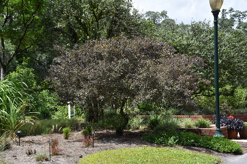 Fascination Arabian Lilac (Vitex trifolia 'Fascination') at Roger's Gardens