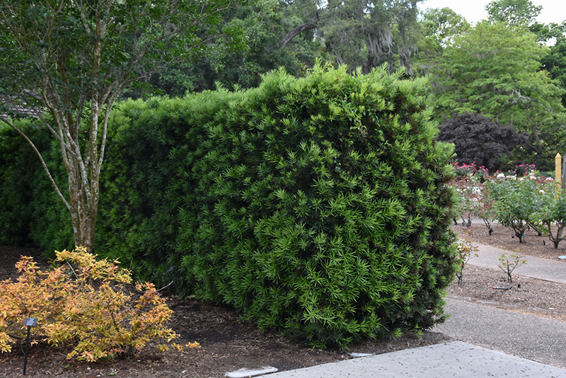 Shrubby Podocarpus (Podocarpus macrophyllus 'Maki') at Roger's Gardens
