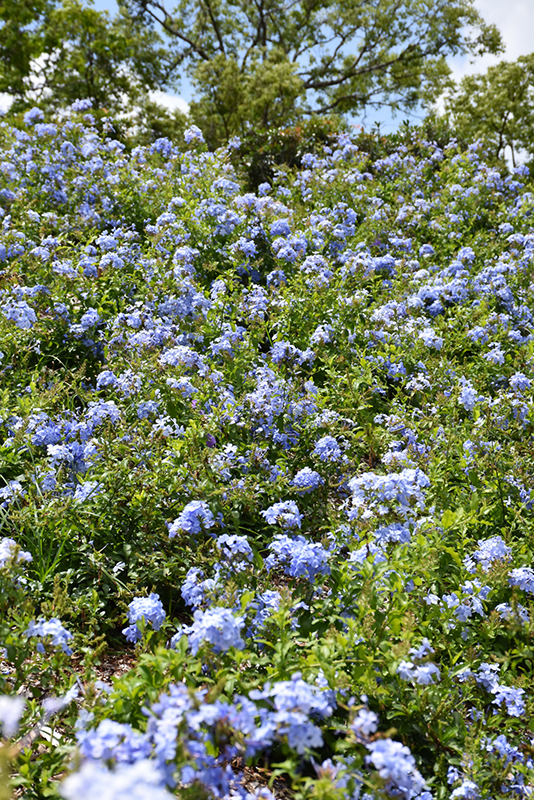 Imperial Blue Plumbago (Plumbago auriculata 'Imperial Blue') at Roger's Gardens