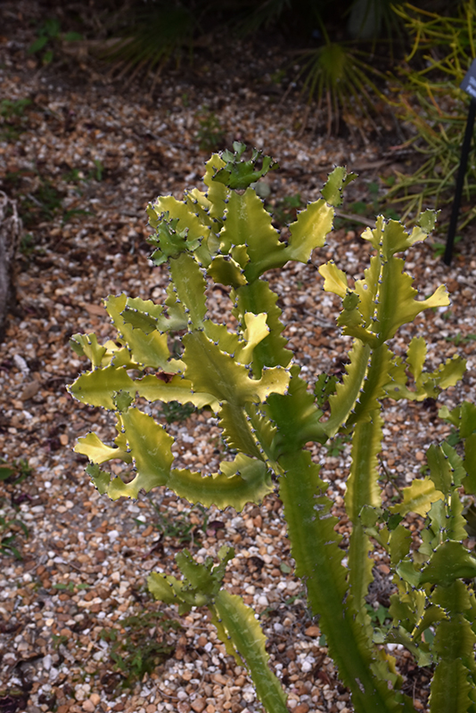 African Candelabra (Euphorbia ammak) at Roger's Gardens