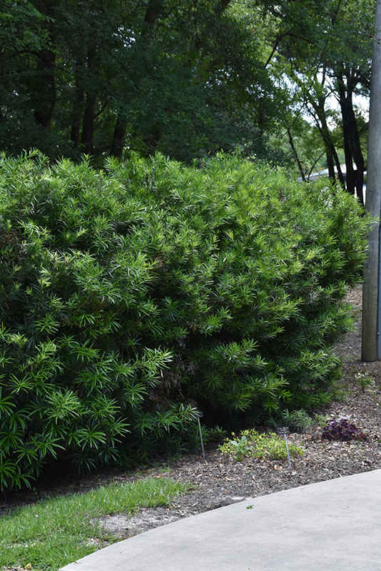 Japanese Yew (Podocarpus macrophyllus) at Roger's Gardens