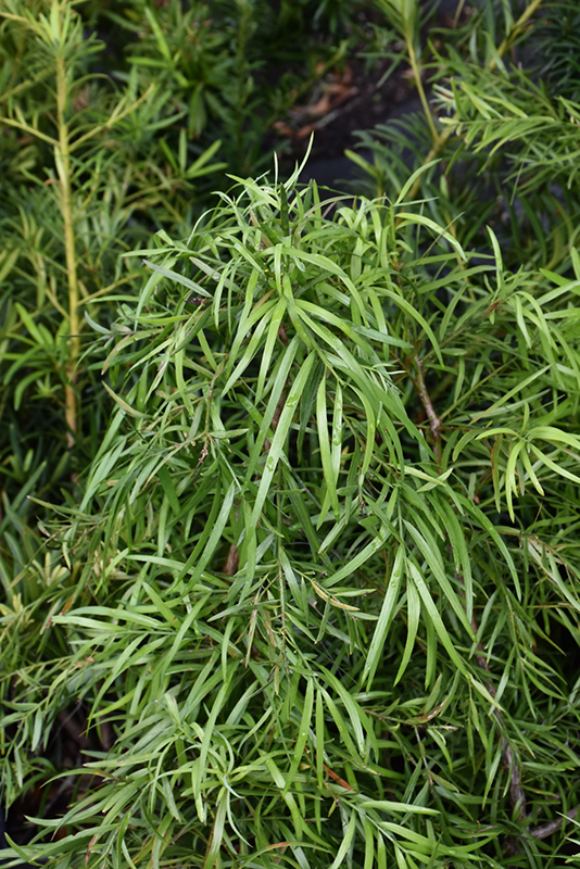 African Fern Pine Afrocarpus Gracilior In Orange County Ca