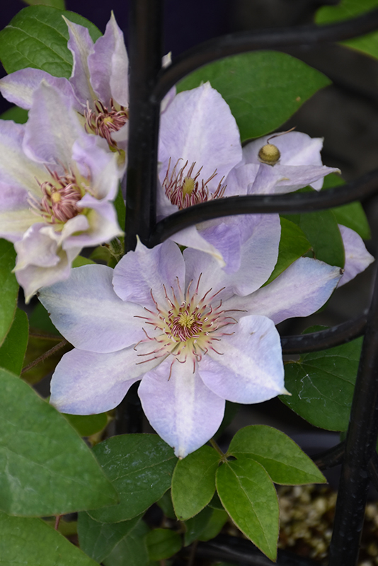 Tranquilite Clematis (Clematis 'Evipo111') at Roger's Gardens