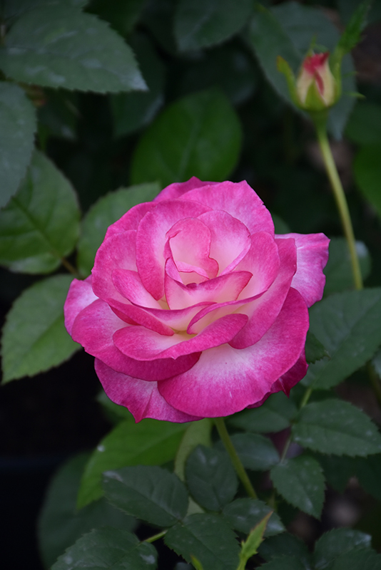 Miss Congeniality Rose (Rosa 'WEKpurmebep') at Roger's Gardens