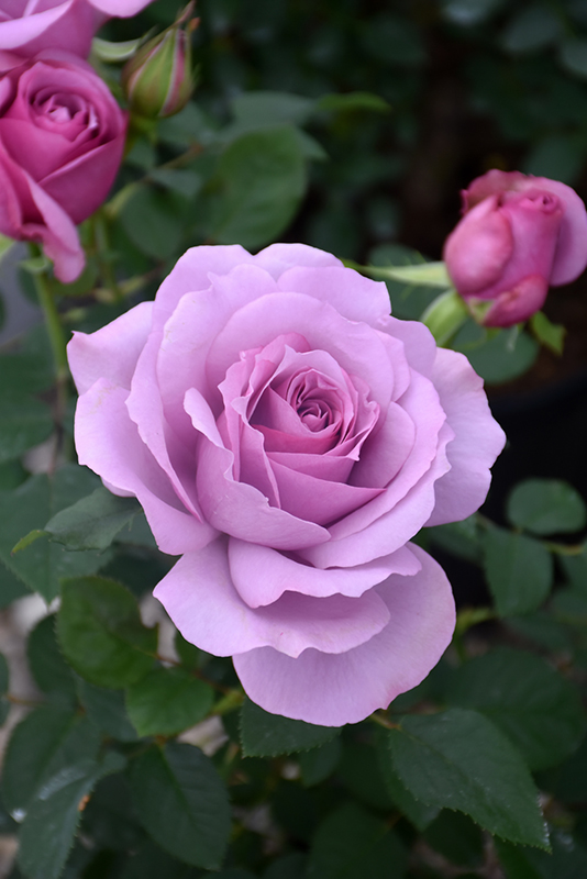 Love Song Rose (Rosa 'WEKstameda') at Roger's Gardens