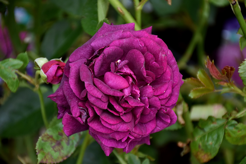 Twilight Zone Rose (Rosa 'WEKebtidere') at Roger's Gardens