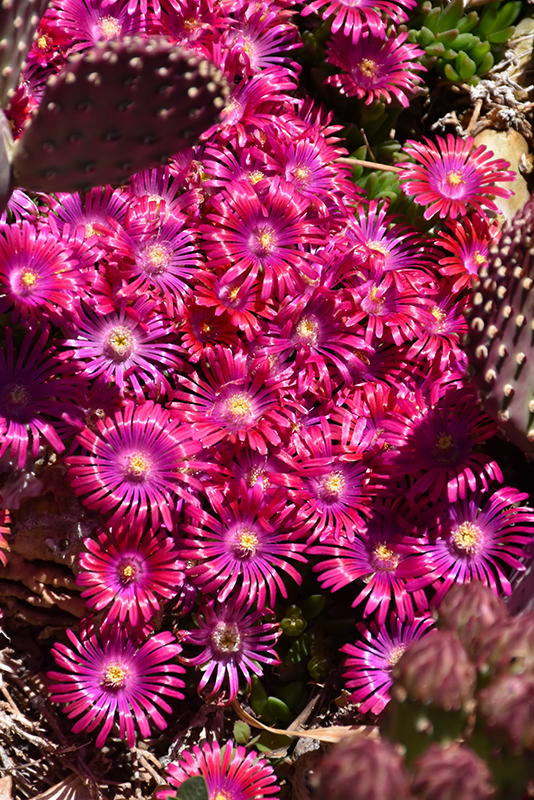 Jewel Of Desert Garnet Ice Plant (Delosperma 'Jewel Of Desert Garnet') at Roger's Gardens