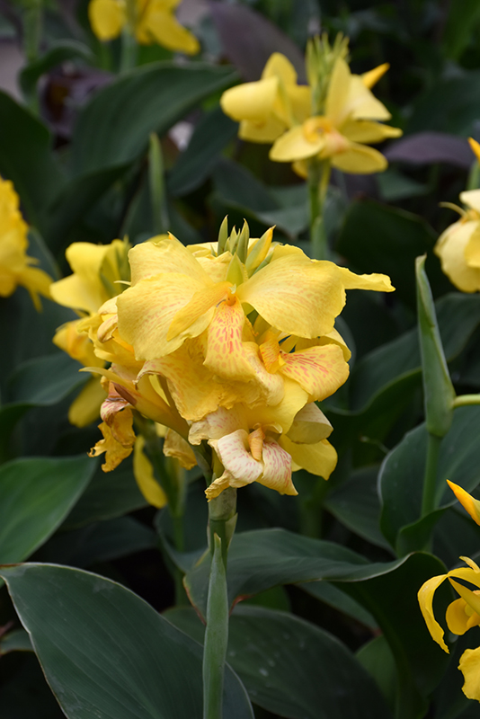 Tropical Yellow Canna (Canna 'Tropical Yellow') at Roger's Gardens