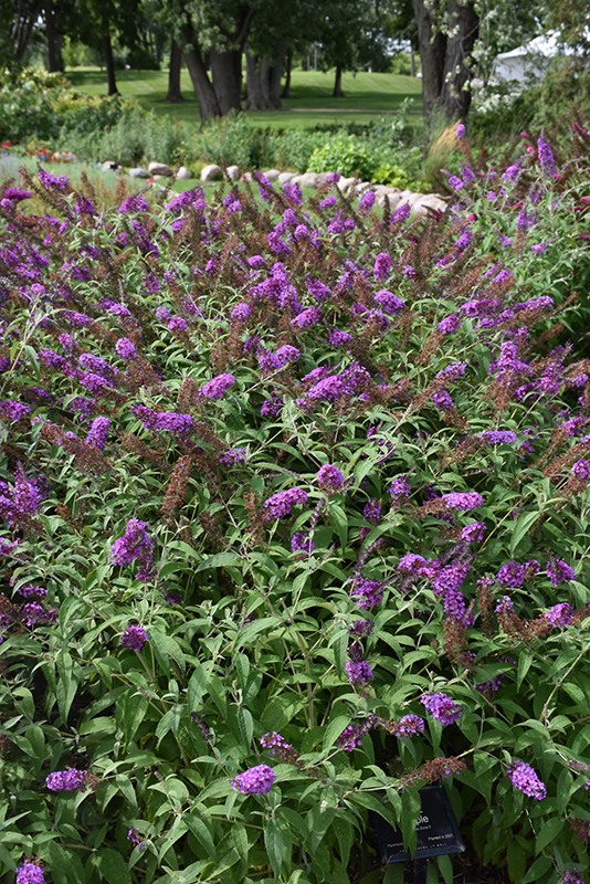 Buzz Purple Butterfly Bush (Buddleia davidii 'Buzz Purple') at Roger's Gardens
