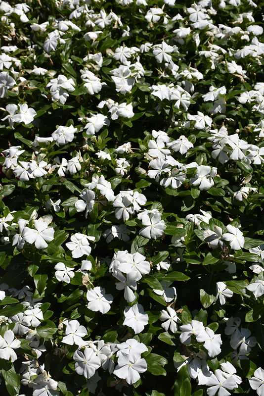 Titan Pure White Vinca (Catharanthus roseus 'Titan Pure White') at Roger's Gardens