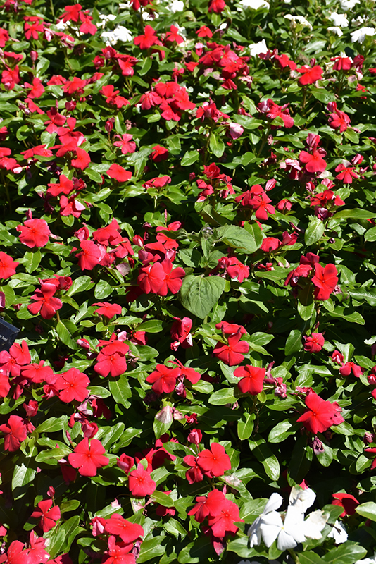 Titan Dark Red Vinca (Catharanthus roseus 'Titan Dark Red') at Roger's Gardens