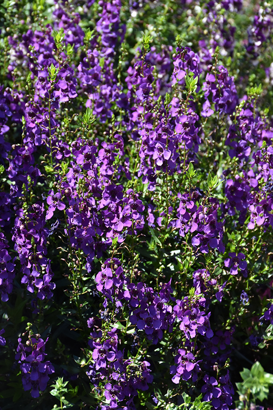 Archangel Dark Purple Angelonia (Angelonia angustifolia 'Archangel Dark Purple') at Roger's Gardens