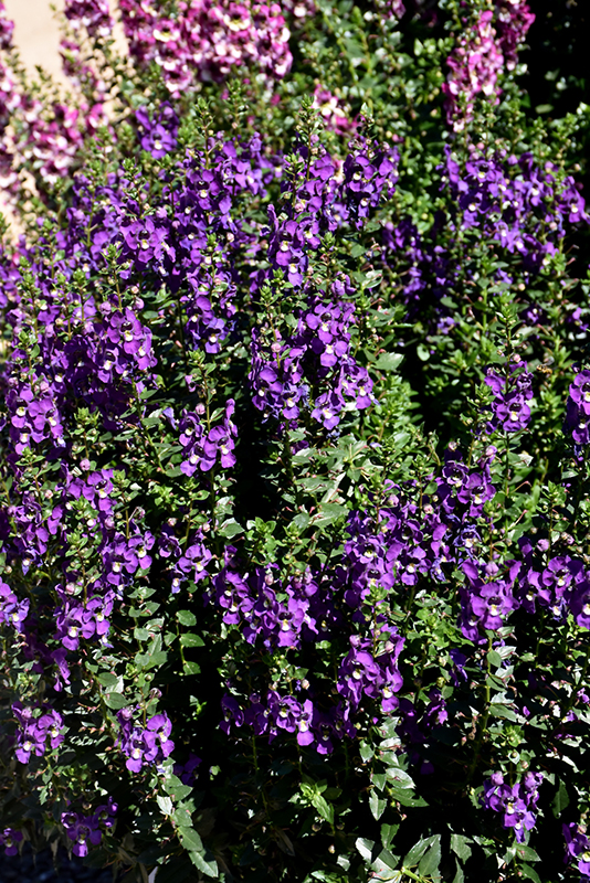 Archangel Purple Angelonia (Angelonia angustifolia 'Balarcpurpi') at Roger's Gardens