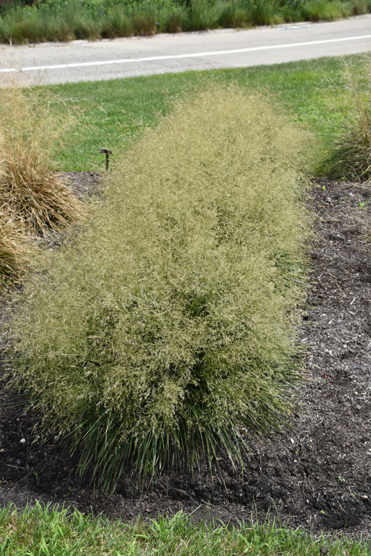 Golden Dew Tufted Hair Grass (Deschampsia cespitosa 'Goldtau') at Roger's Gardens