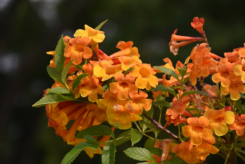 Orange Jubilee Esperanza (Tecoma stans 'Orange Jubilee') at Roger's Gardens