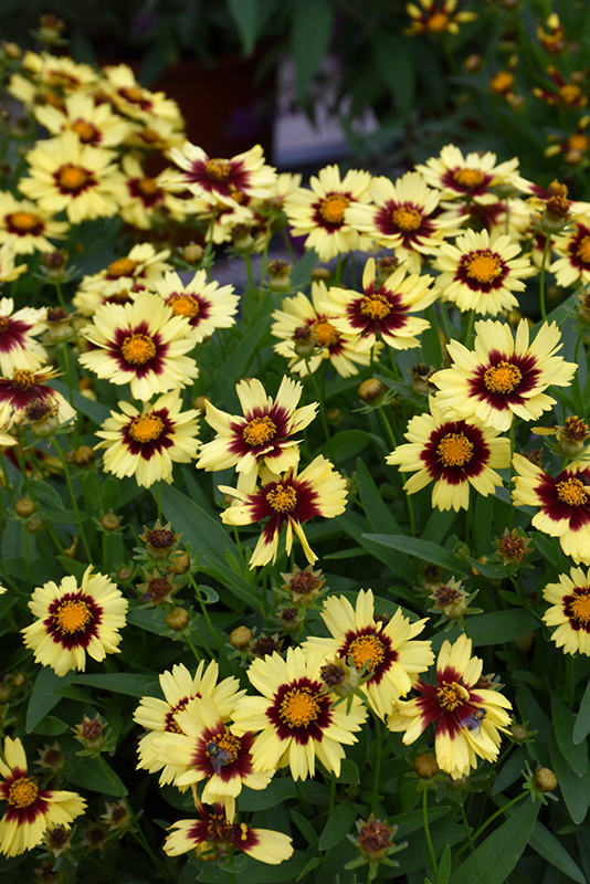 UpTick Yellow and Red Tickseed (Coreopsis 'Baluptowed') at Roger's Gardens