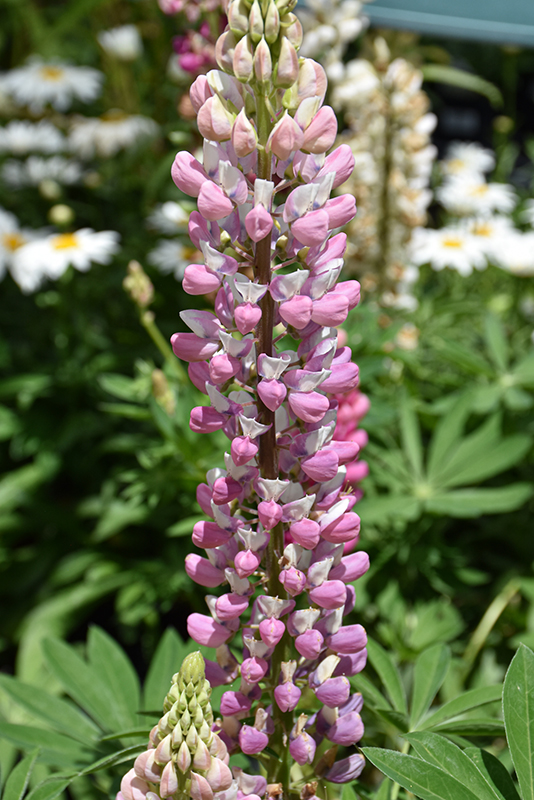 Lupini Pink Shades Lupine (Lupinus polyphyllus 'Lupini Pink Shades') at Roger's Gardens