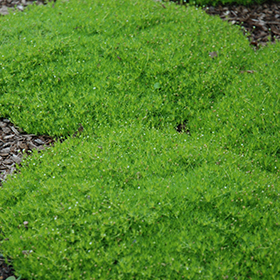 Mosses – Roger's Gardens