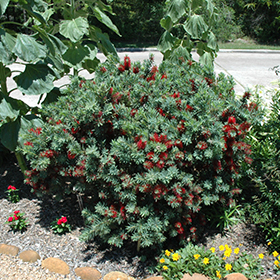 Crimson Bottlebrush (Callistemon citrinus) in Orange County, CA California  CA at Roger's Gardens