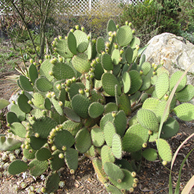 Plant Photo 3