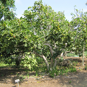 Plant Photo 5