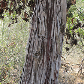 Santa Cruz Island Ironwood Lyonothamnus floribundus ssp