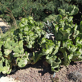 Plant Photo 6