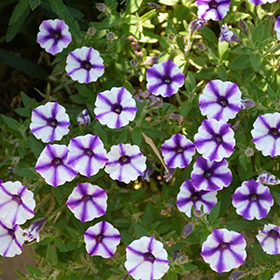 Plant Photo 9
