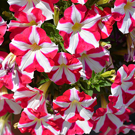 AmoreMio (Petunia 'Amore Mio') in Orange County, CA California CA at  Roger's Gardens