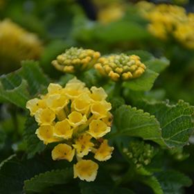 Bandana Yellow Lantana (Lantana camara 'Bandana Yellow') in