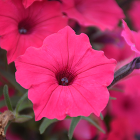 Plant Photo 1
