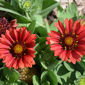 Gaillardia discount aristata burgundy