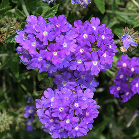 Verveine Lanai Sky Blue fleurs couleur Bleu