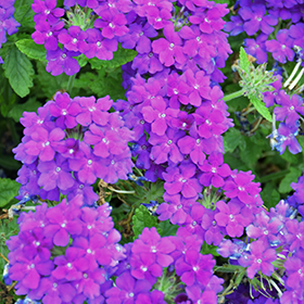 Empress Sun Violet Verbena (Verbena 'Empress Sun Violet') in