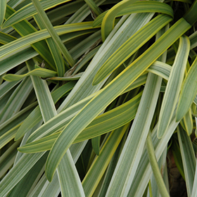Plant Photo 2