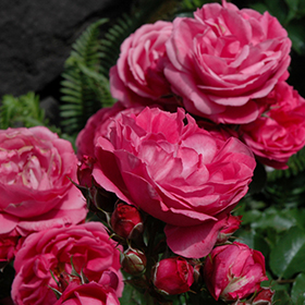 Plant Photo 1