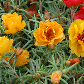 Sundial Yellow Portulaca (Portulaca grandiflora 'Sundial Yellow