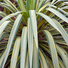 Plant Photo 5