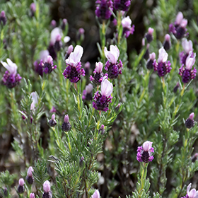 How to Grow Lavender – Roger's Gardens