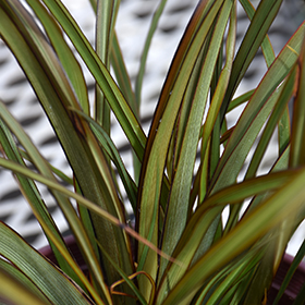 Plant Photo 5